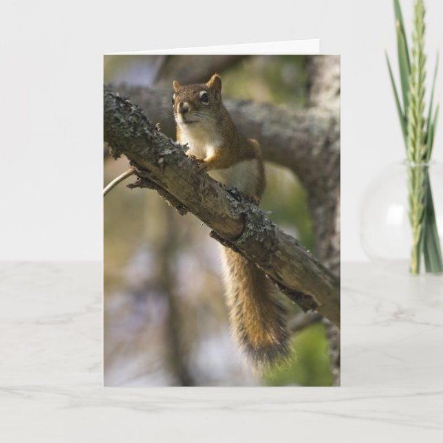 Nut Patrol Birthday Card (Front)