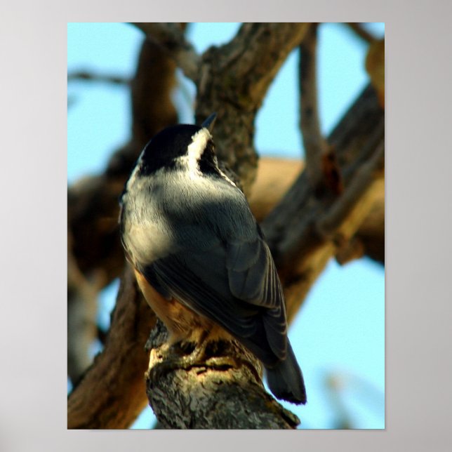 Nuthatch 10/28/07 poster (Front)