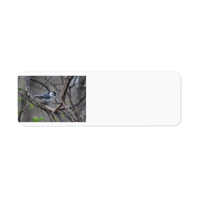 Nuthatch address label (Front)