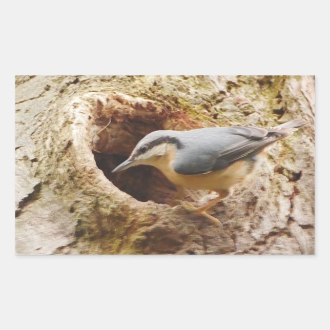 Nuthatch and Woodpecker Hole Sticker (Front)