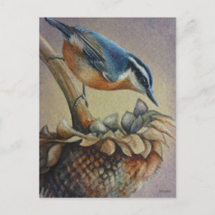 Nuthatch Bird and Sunflower Seeds Watercolor Art Postcard