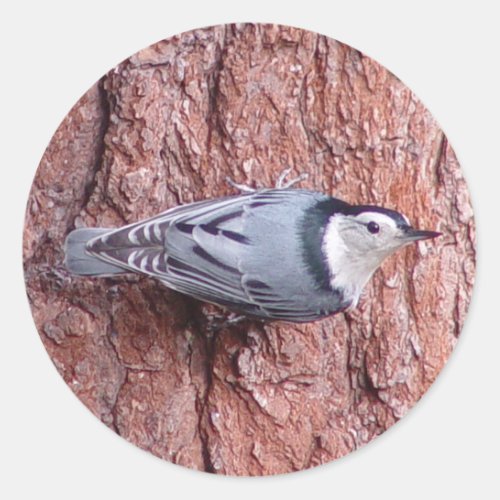 Nuthatch Bird Stickers