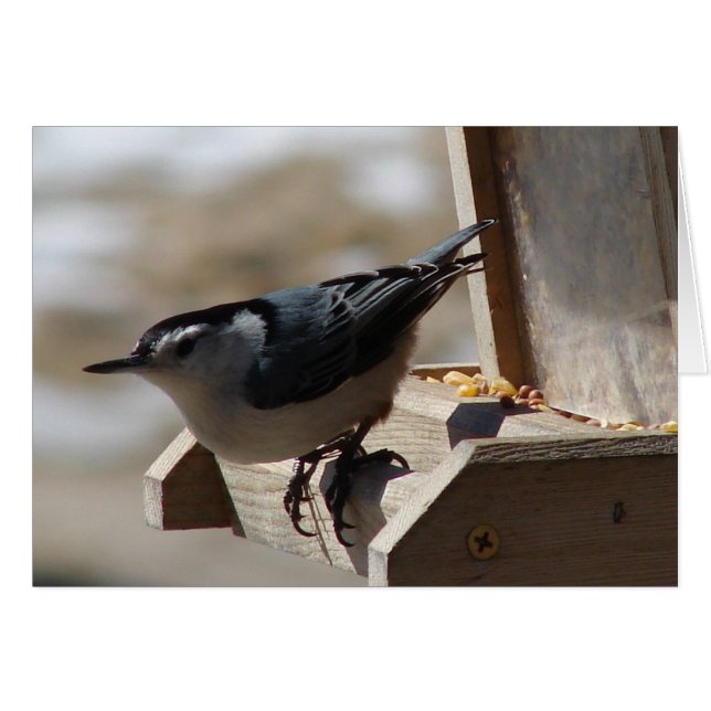Nuthatch Cards (Front Horizontal)