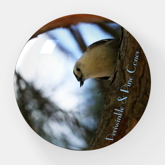 Nuthatch checking out his company below. paperweight (Front)