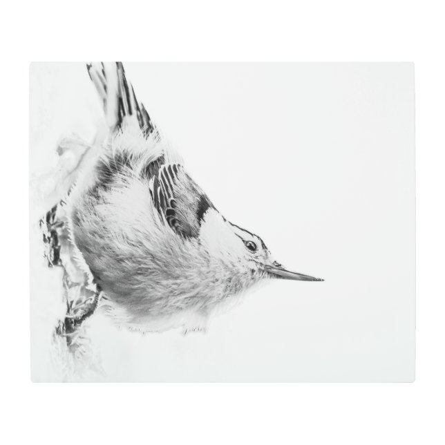 Nuthatch, Highkey Bird Photography Metal Print (Front)