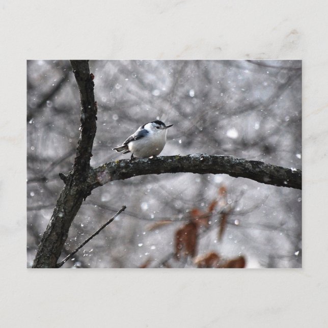 Nuthatch in the Snow Postcard (Front)