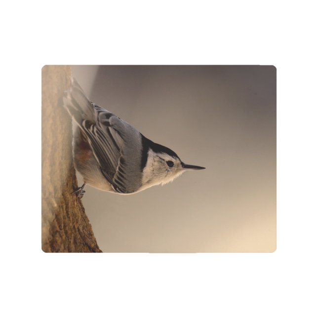   Nuthatch_Metal_Art Metal Print (Front)