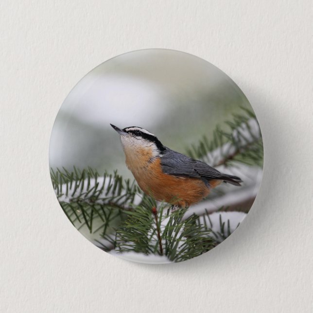 Nuthatch on Snowy Branch in Winter Pinback Button (Front)