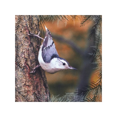 Nuthatch on Tree Fall Sunset Bird Photograph Canvas Print