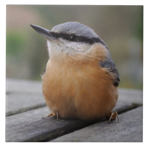 Nuthatch photo tile