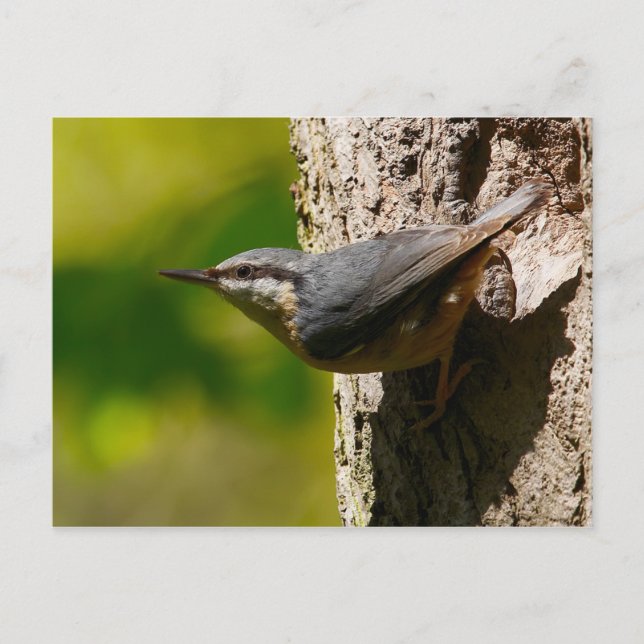 Nuthatch Postcard (Front)