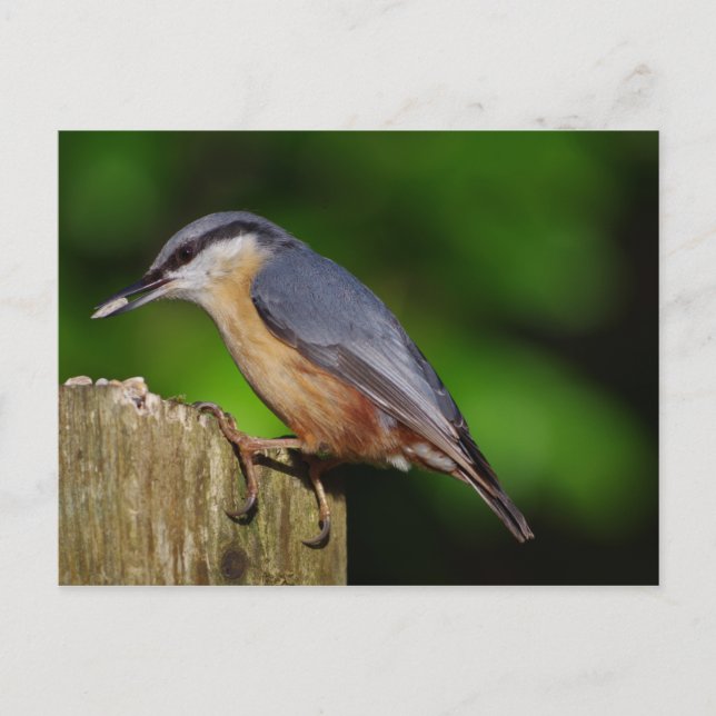 Nuthatch Postcard (Front)