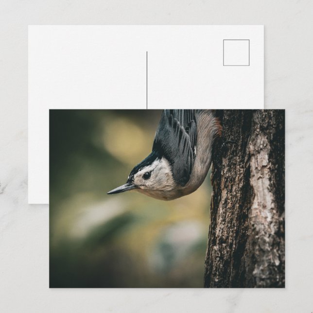 Nuthatch Postcard (Front/Back)