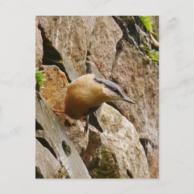 Nuthatch Postcard (Front)