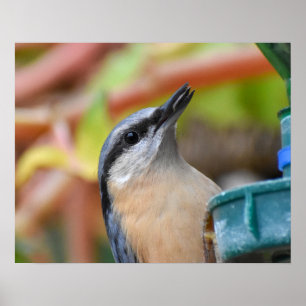 Nuthatch  poster