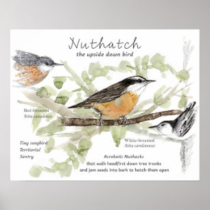 Nuthatch Tiny Songbird Tree Trunk Drawing Poster