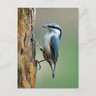 Nuthatch with sunflower seed postcard