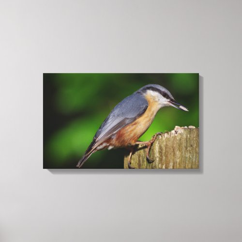 Nuthatch Wrapped Canvas