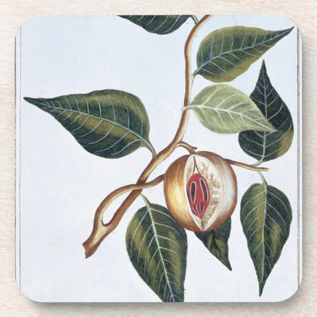 Nutmeg, plate 7, from 'Collection Precieuse et Enl Drink Coaster (Front)