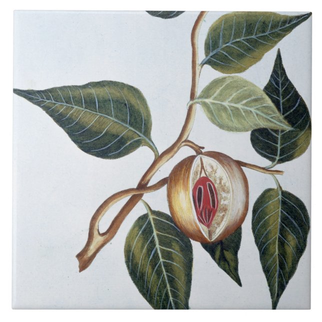 Nutmeg, plate 7, from 'Collection Precieuse et Enl Tile (Front)