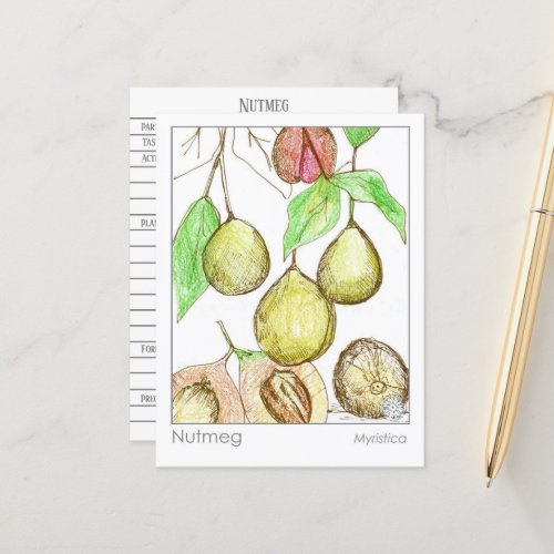 Nutmeg Spice Materia Medica Herbal Study Card