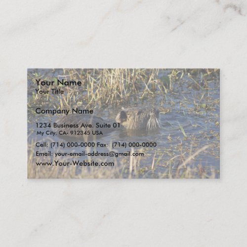 Nutria in water business card