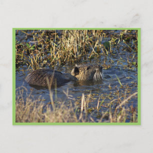 Nutria in water postcard