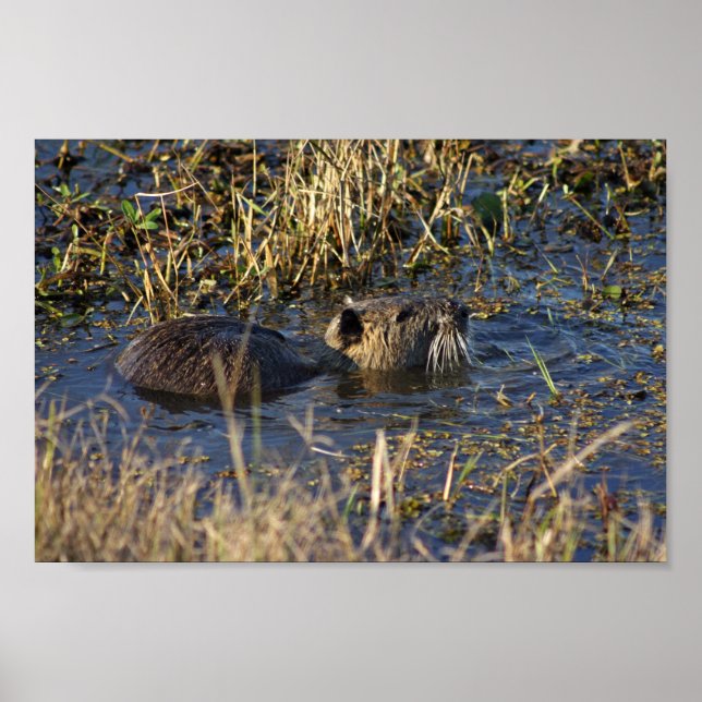 Nutria in water poster (Front)