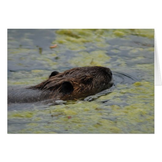 "Nutria Swimming" Greting Card (Front Horizontal)