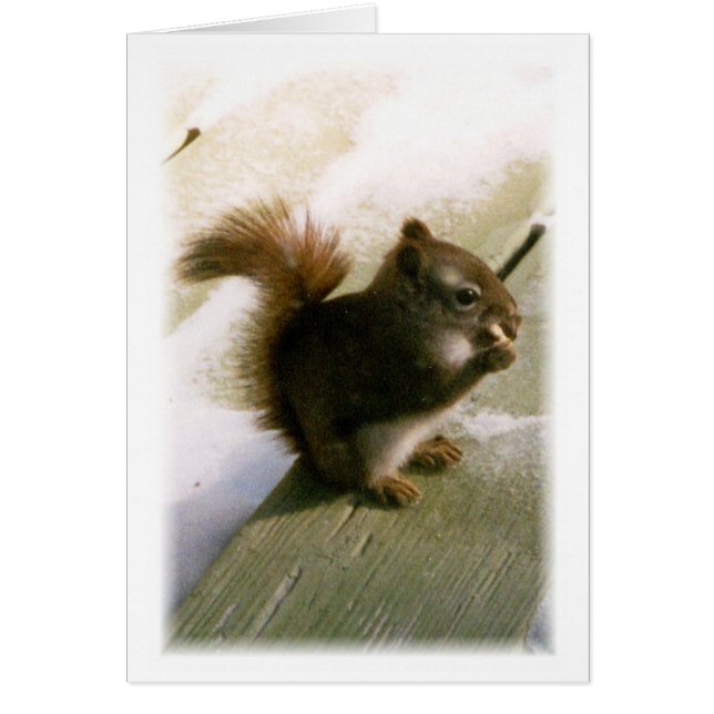 Nuts About You!! Cards (Front)