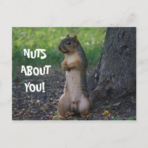 NUTS ABOUT YOU POSTCARD