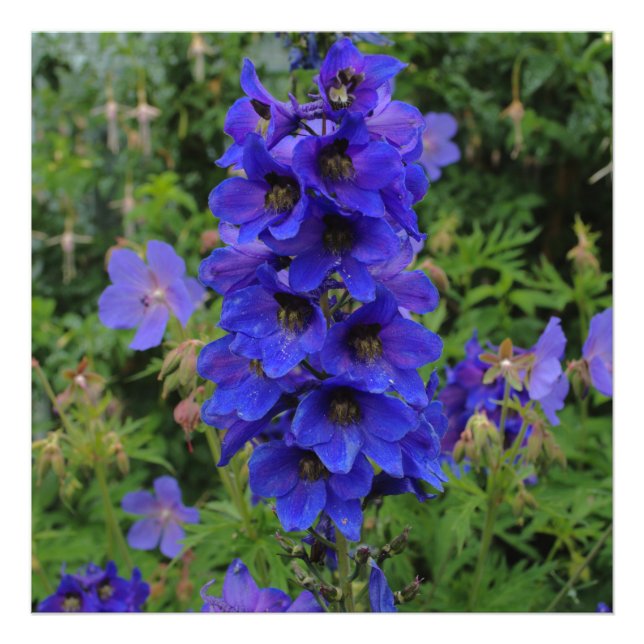Nuttall's Larkspur Flowers Photo Print (Front)