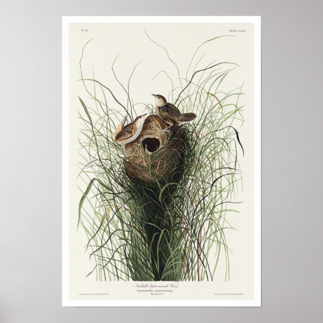 Nuttall's lesser-marsh Wren by Audubon Poster (Front)