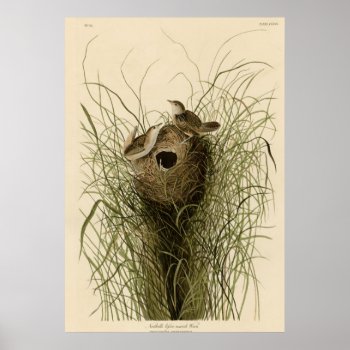 Nuttall's Lesser Marsh Wren Poster by birdpictures at Zazzle