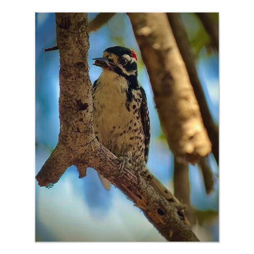 Nuttalls Woodpecker Photo Print