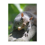 Nutty Squirrel Postcard