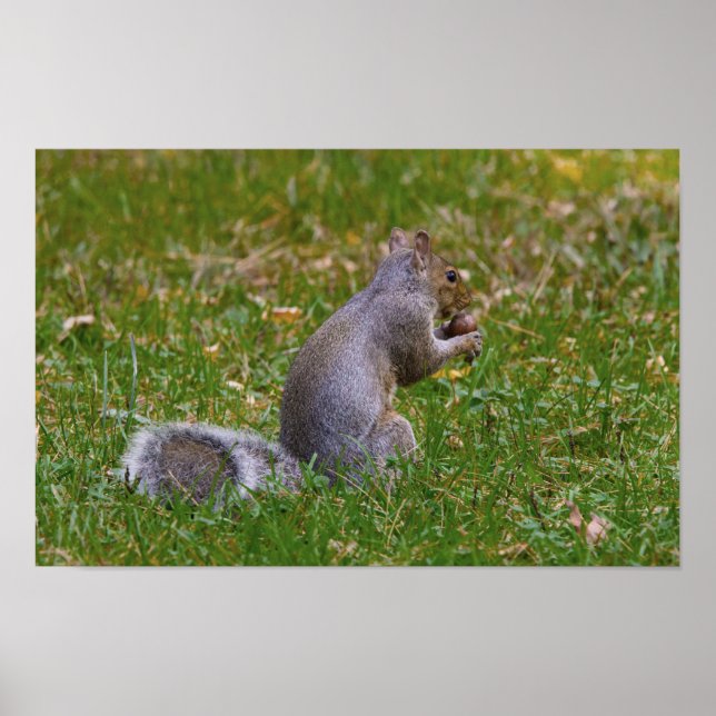 Nutty Squirrel Poster (Front)