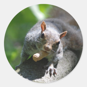 Nutty Squirrel Stickers