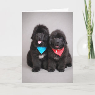 Cute Newfie Gifts on Zazzle
