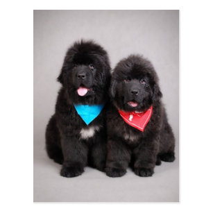 Cute Newfie Gifts on Zazzle