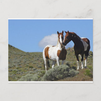 Nuzzling horses postcard