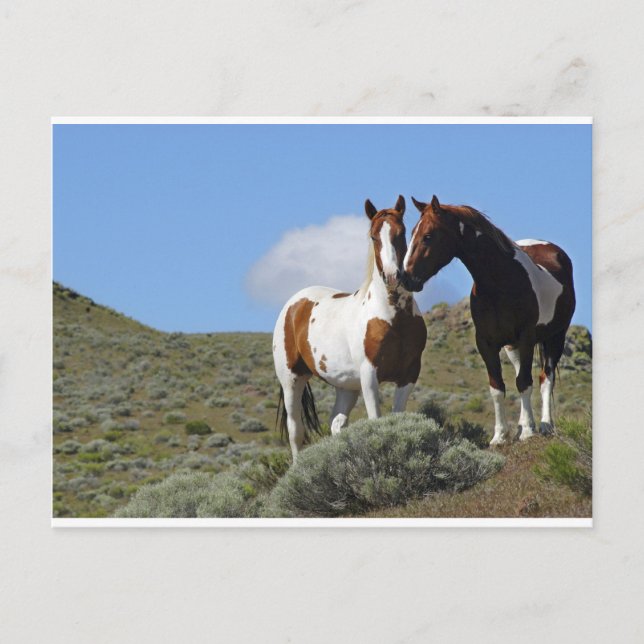 Nuzzling horses postcard (Front)