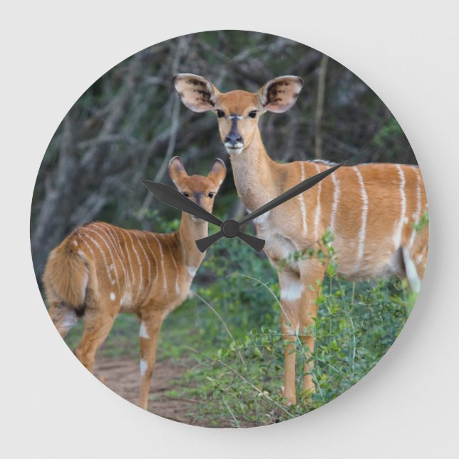Nyala (Tragelaphus Angazii) With Young, Ndumo Large Clock (Front)