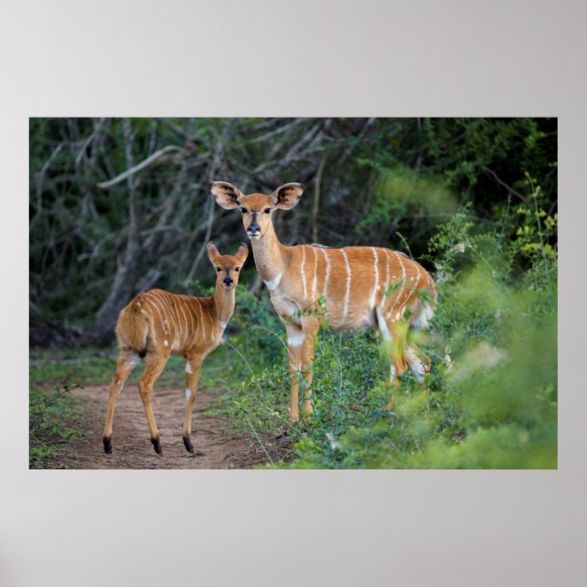 Nyala (Tragelaphus Angazii) With Young, Ndumo Poster (Front)