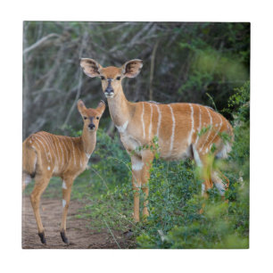 Nyala (Tragelaphus Angazii) With Young, Ndumo Tile