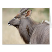 Nyala with oxpecker (Front Horizontal)