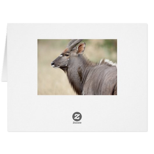 Nyala with oxpecker (Back Horizontal)