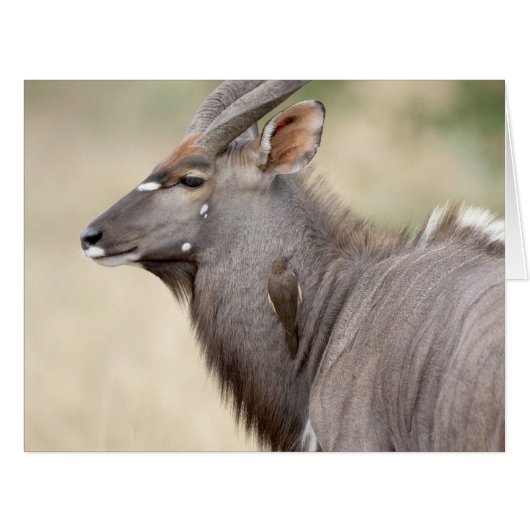 Nyala with oxpecker cards (Front Horizontal)