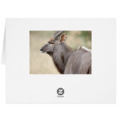 Nyala with oxpecker cards (Back Horizontal)