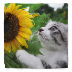 Nyankichi, a stray cat bandana